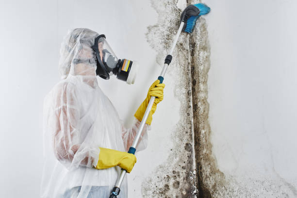 Best Crawl Space Mold Remediation in Corbin, KY