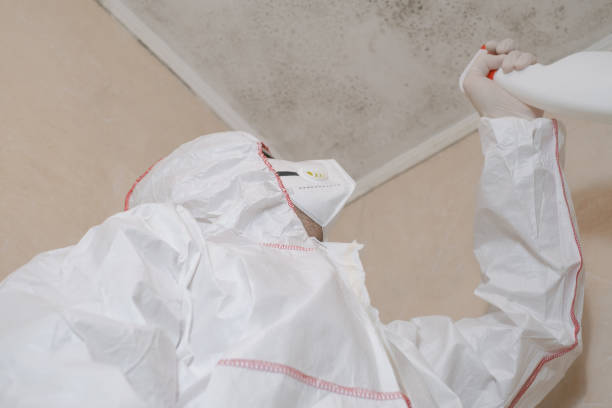 Best Residential Mold Remediation in Corbin, KY