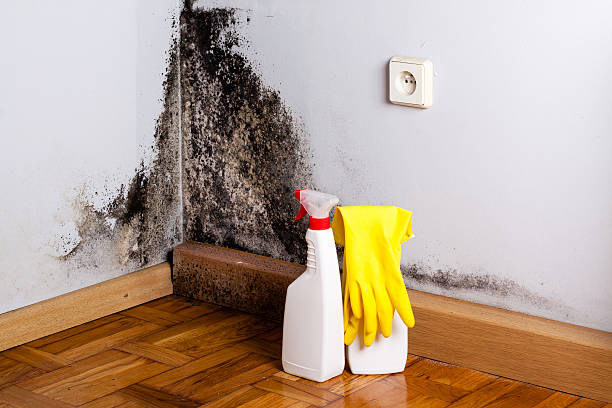 Best Black Mold Remediation in Corbin, KY
