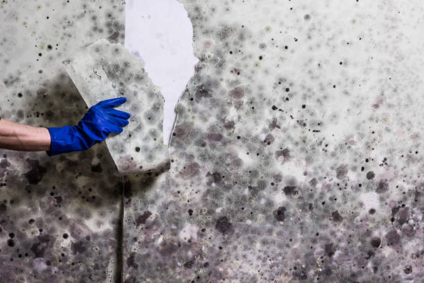 Best Insurance-Related Mold Remediation in Corbin, KY