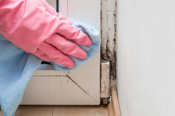 Best Mold Remediation for Specific Building Types in Corbin, KY
