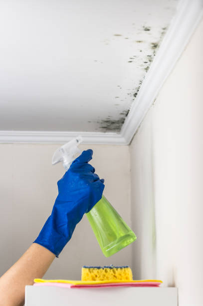 Best HVAC Mold Remediation in Corbin, KY